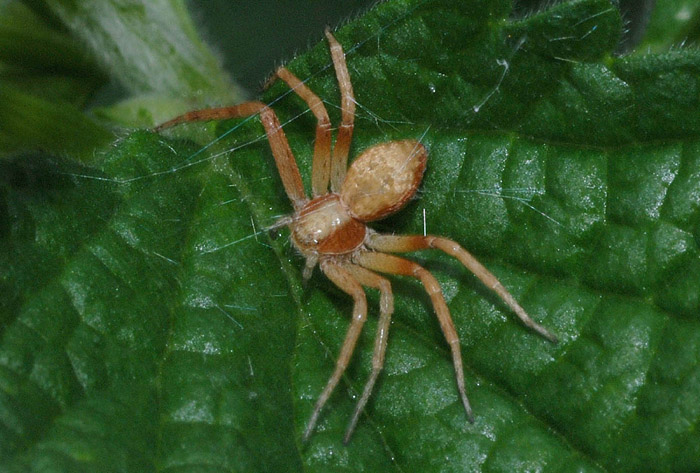 Xysticus sp.; Philodromus sp.